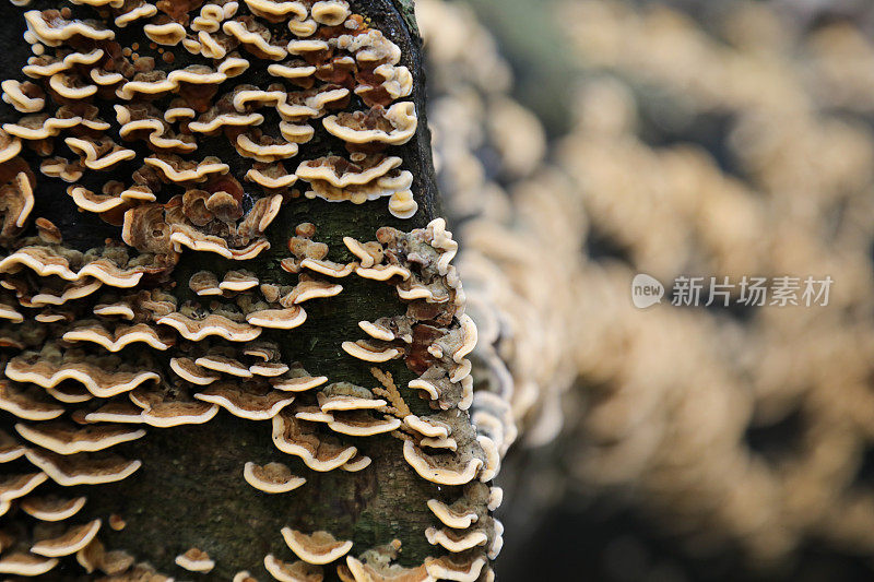 支架真菌“火鸡尾巴”(Trametes versicolour)生长在死原木上